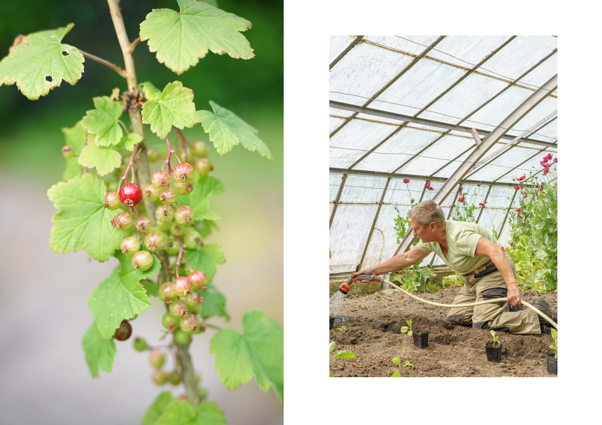 Vrijwilliger aan het werk in de kas/ moestuin van Het Hof, De Hoftuin in Bergen- ©GittaPolak